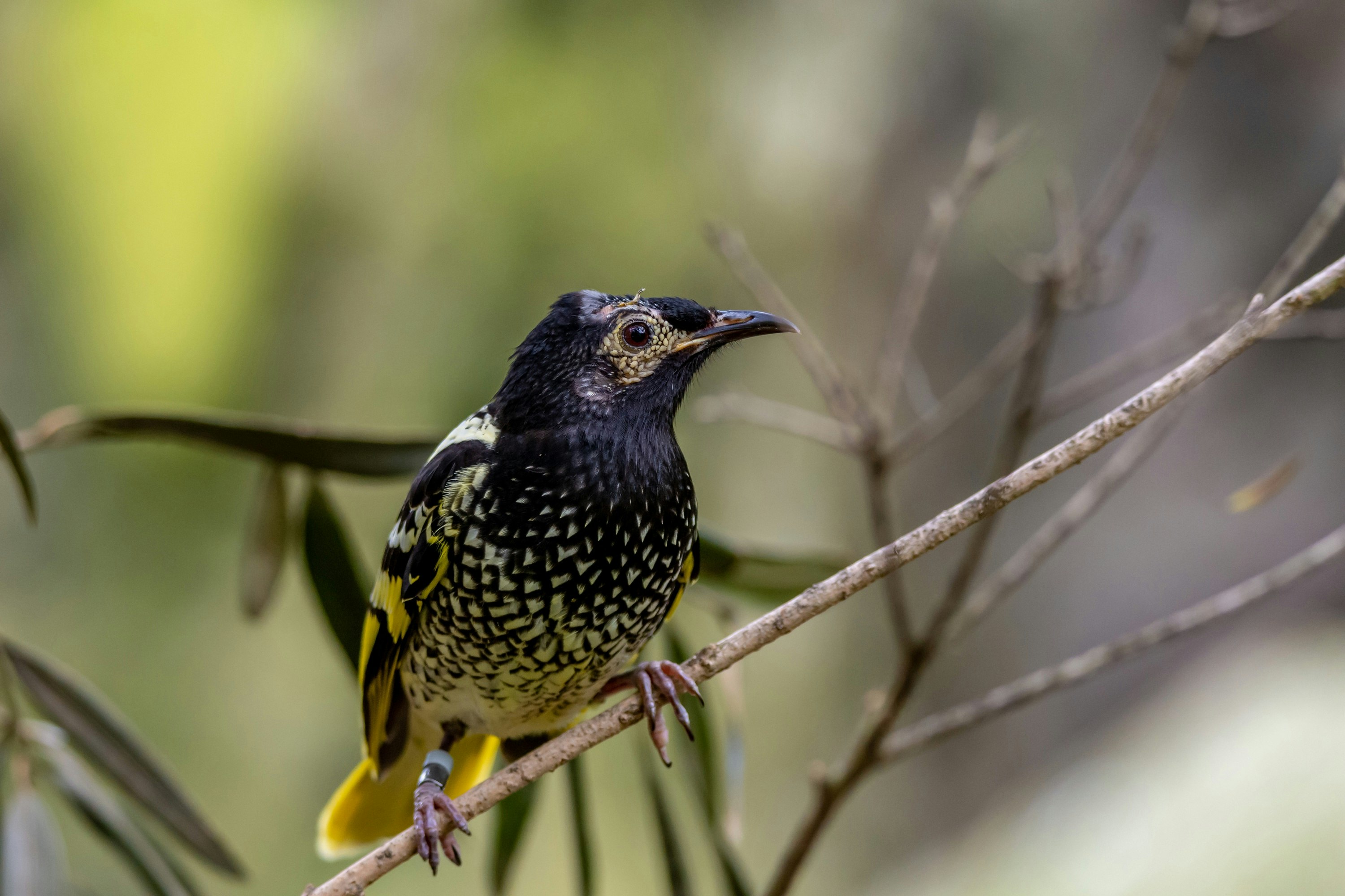 A Regent honeyeater, a passerine songbird native to Australia. It has black and white speckling on its body, a yellow tail, and yellow splotches on its face
