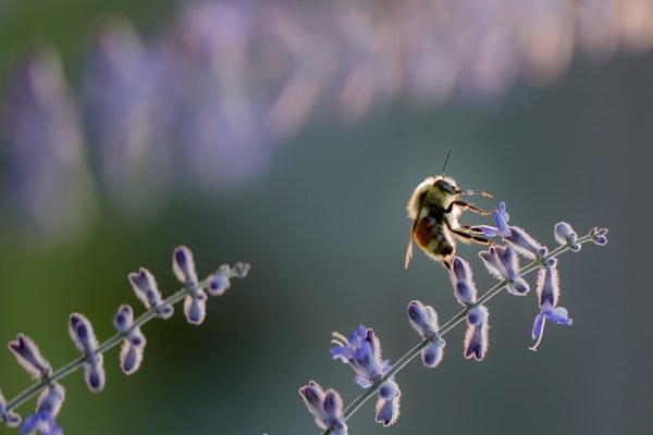 bee on a flower a backlit bee on a delicate purple flower