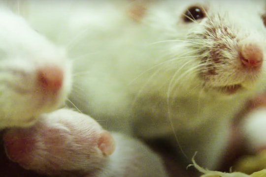 Adult mice with a pup