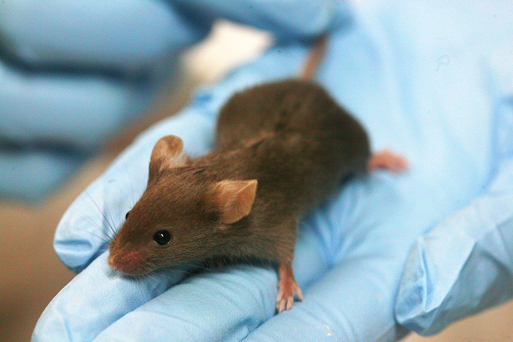 lab mouse on blue gloves