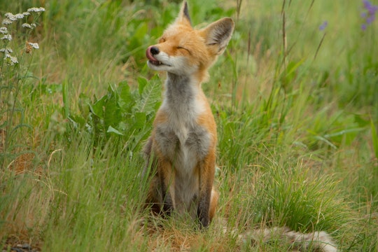 a cute fox smiling in a field in the sunshine