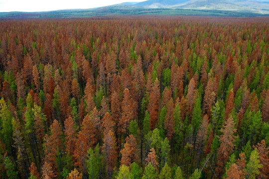 Tree Murdering Fungi And Insects Increasingly Contribute To Climate Change