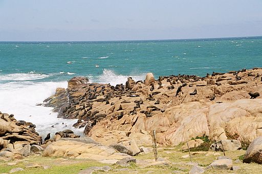 sea lions on rocks