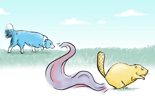 A drawing of a dog tracking a beaver by the scent wafting from a beaver's butt