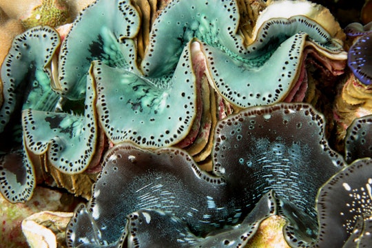 close up of turquoise and black giant clams