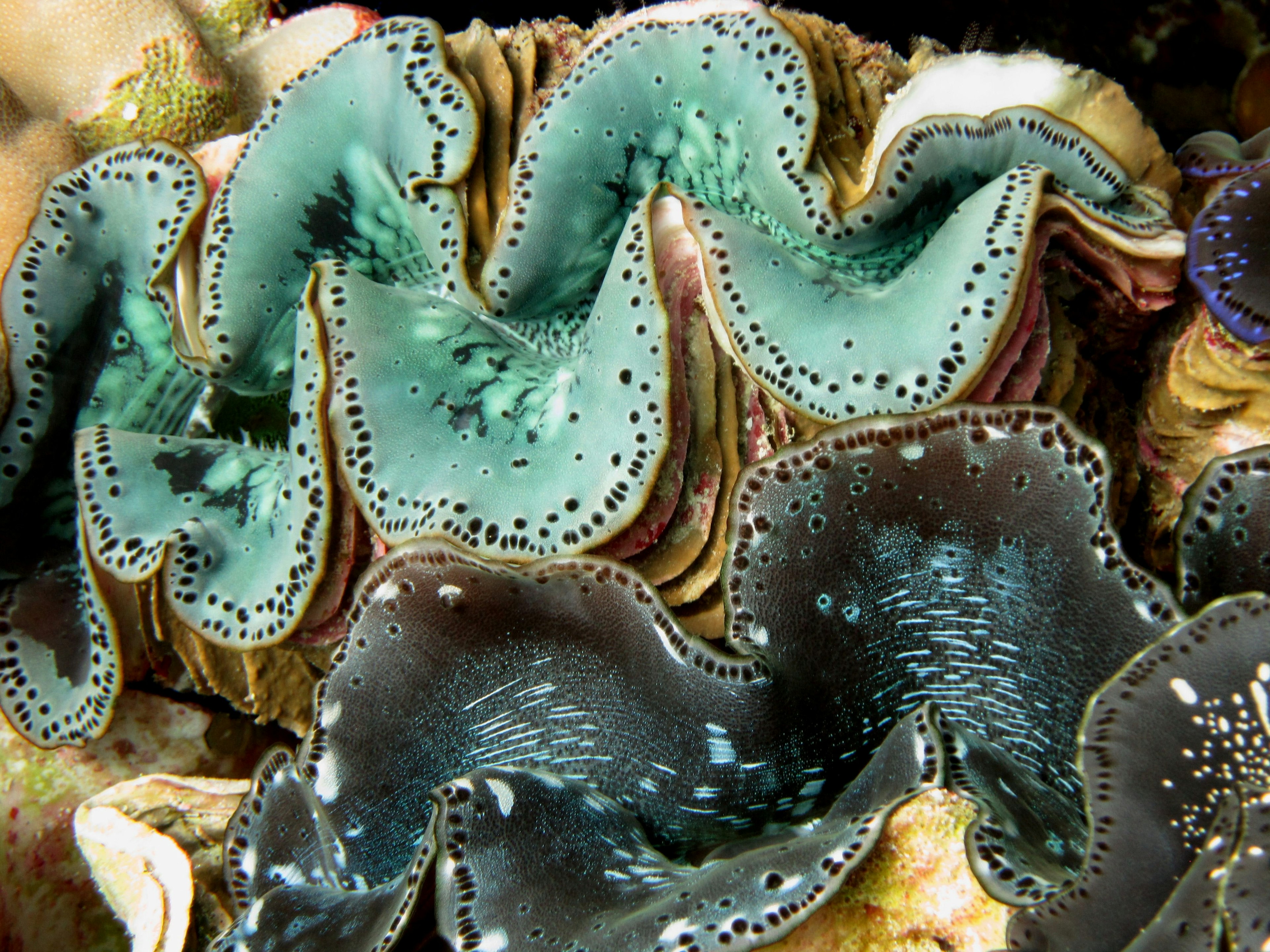 close up of turquoise and black giant clams