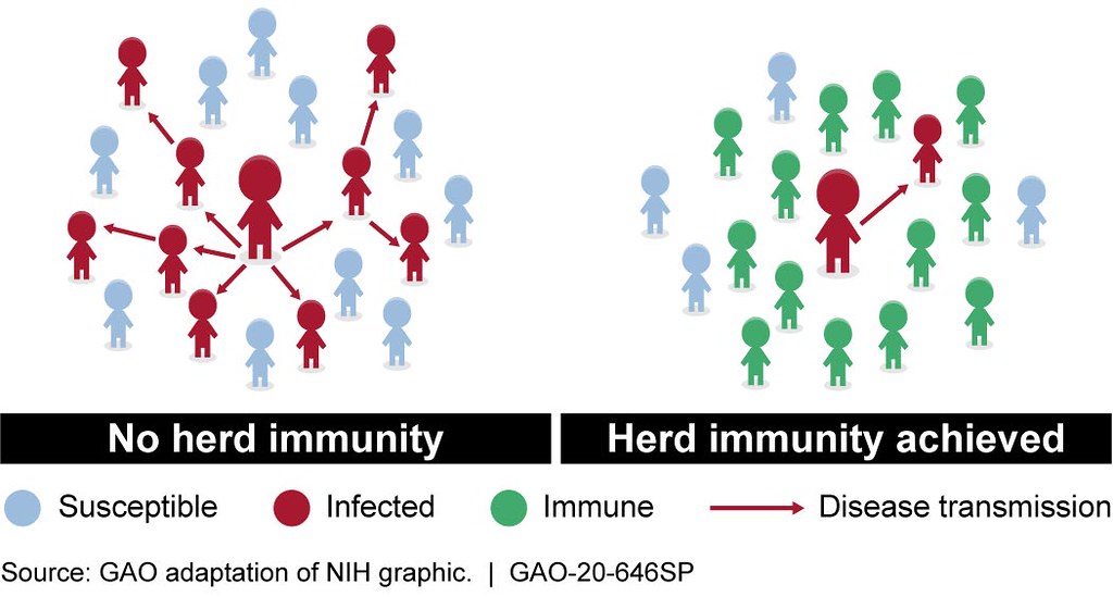 graphic showing the difference between disease transmission when there is herd immunity versus without it