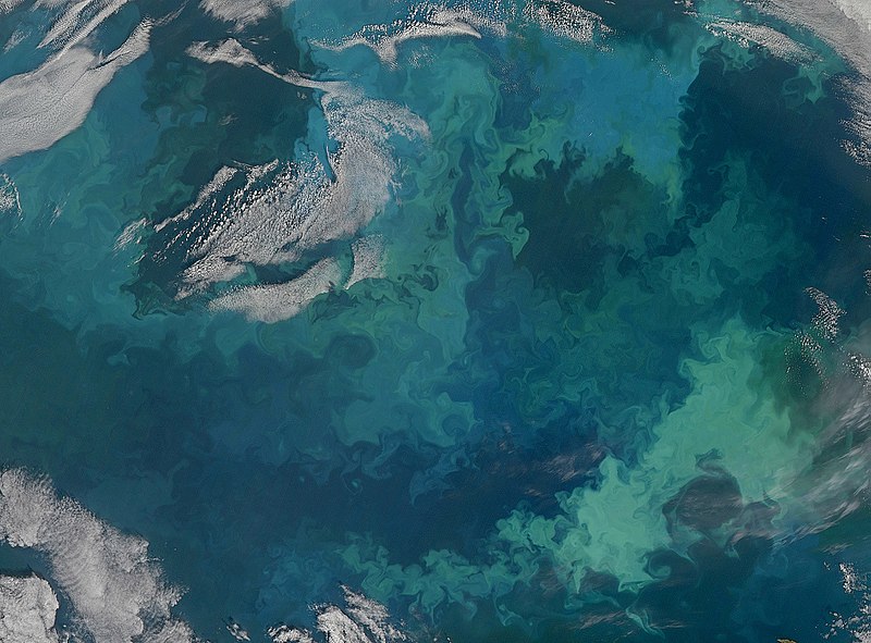 satellite image of a phytoplankton bloom