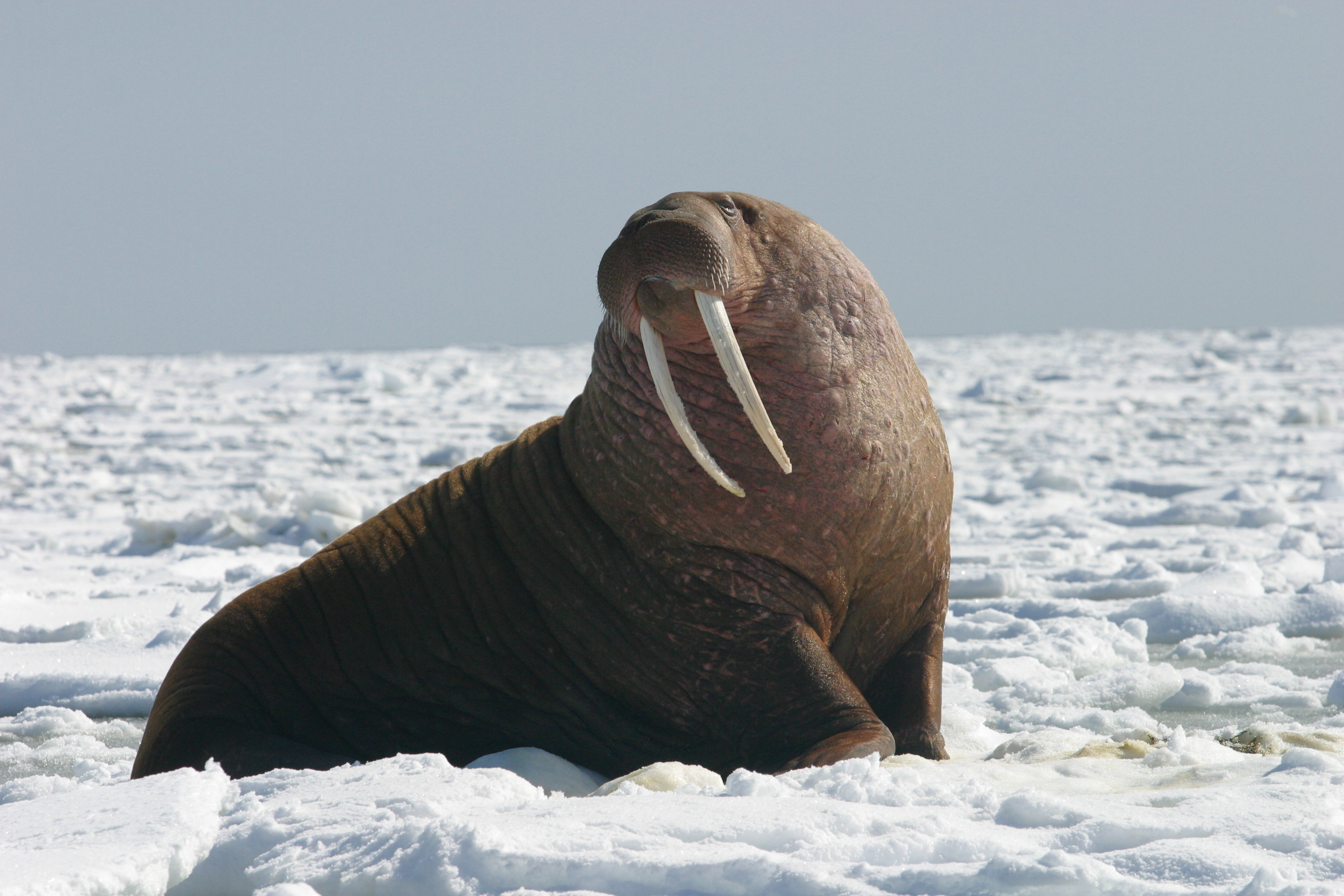 A male Pacific walrus