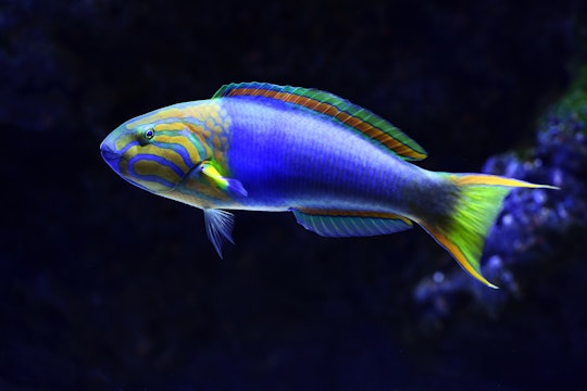 blue fish