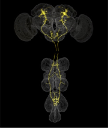 vpoDN neurons, responsible for partner selection and song recognition, seen here colored yellow, are highlighted inside the outline of a fly brain