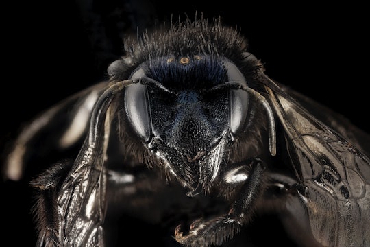 mason bee a close up of a bee's face against a black background