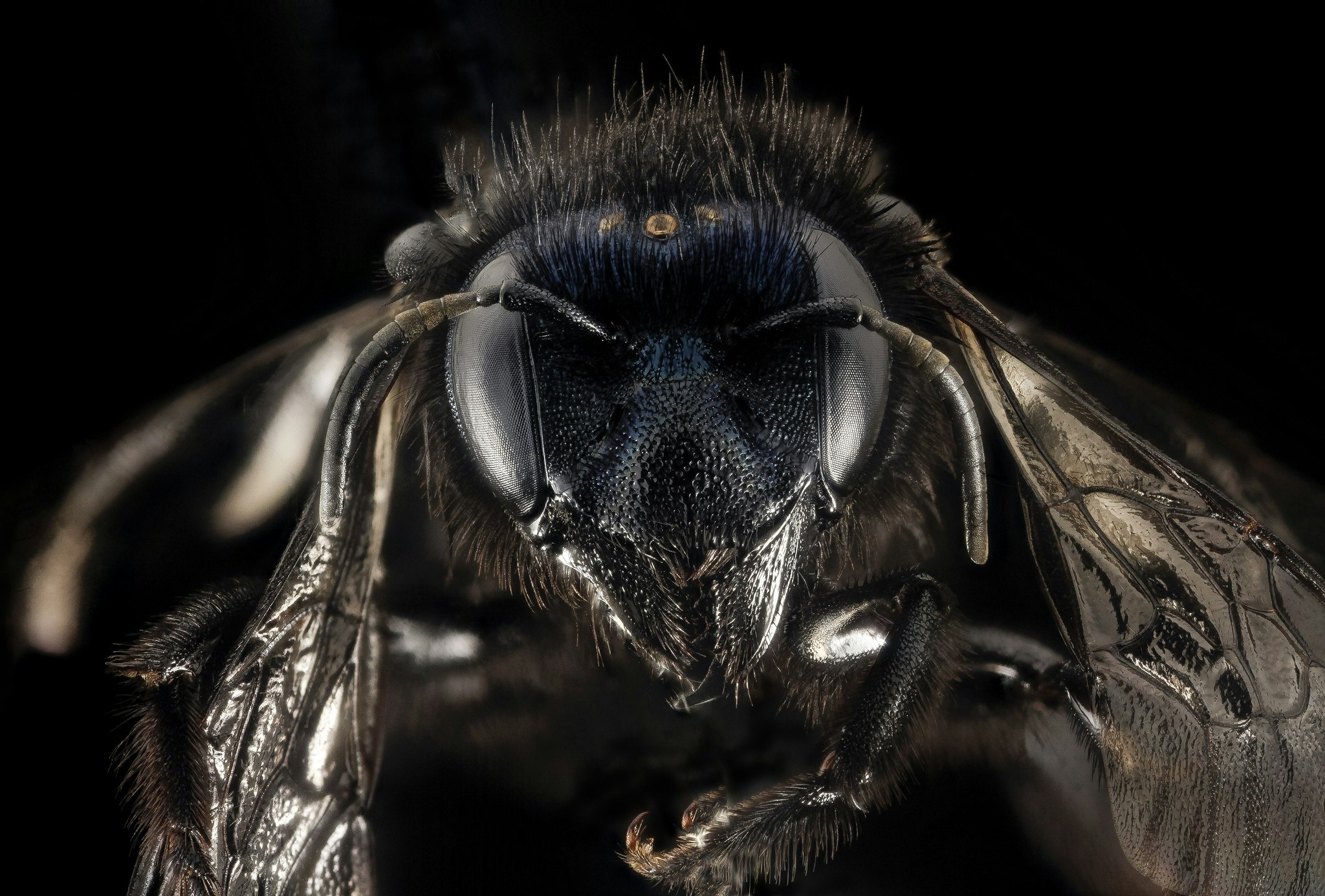 a close up of a bee's face against a black background