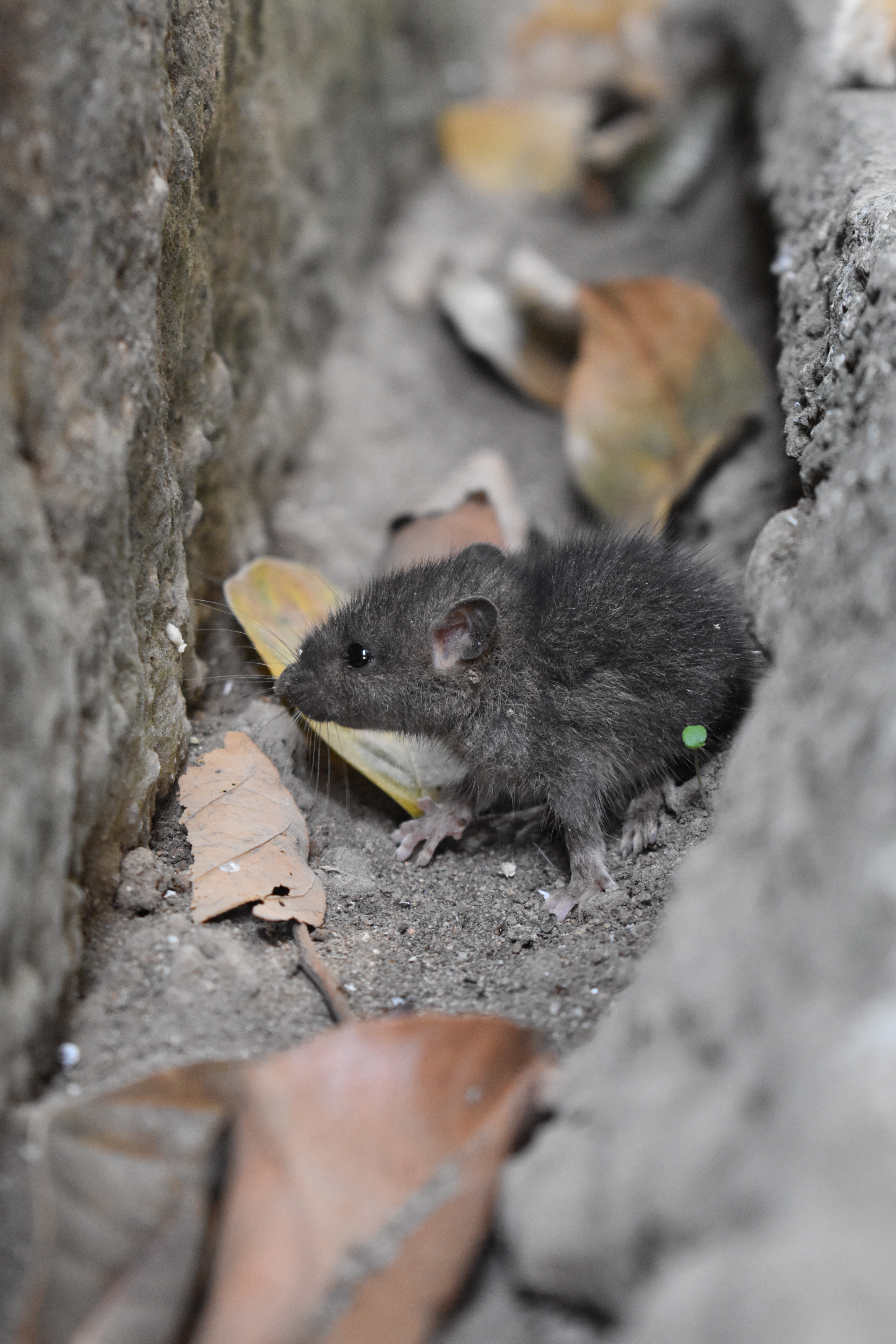 A small gray mouse in a crack in the pavement.