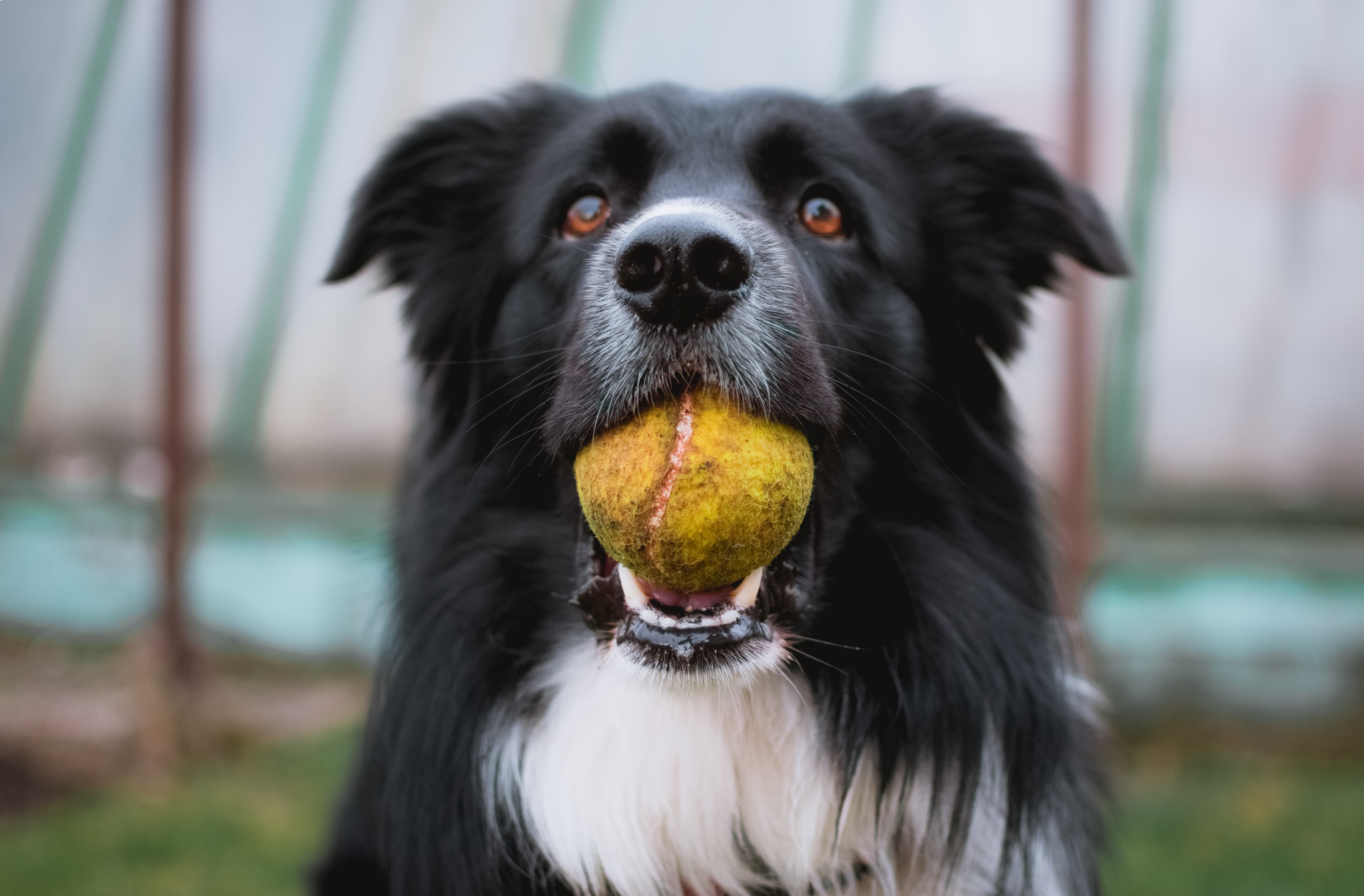 Dog playing fetch with ball