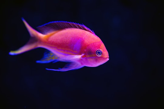 bright pink fish against a black background