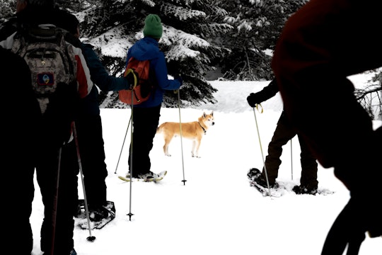 A dog looking back at a group of people snowshoeing. Also maybe skiing. 