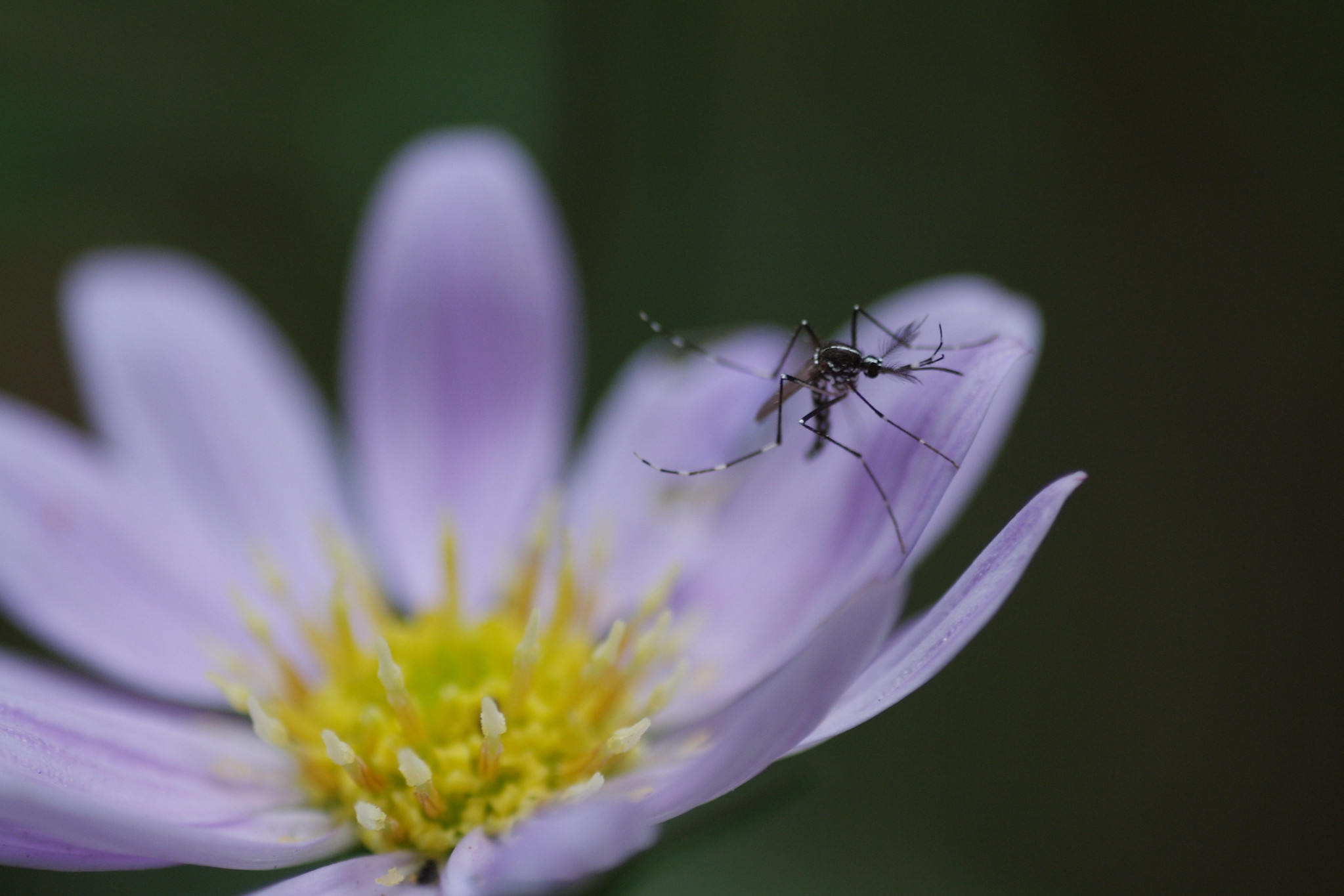 Mosquito on purple flower