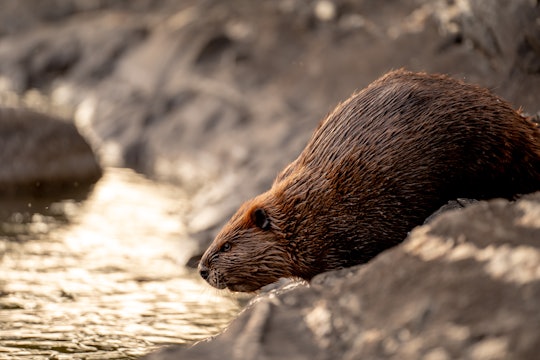 beaver a beaver about to climb in the water