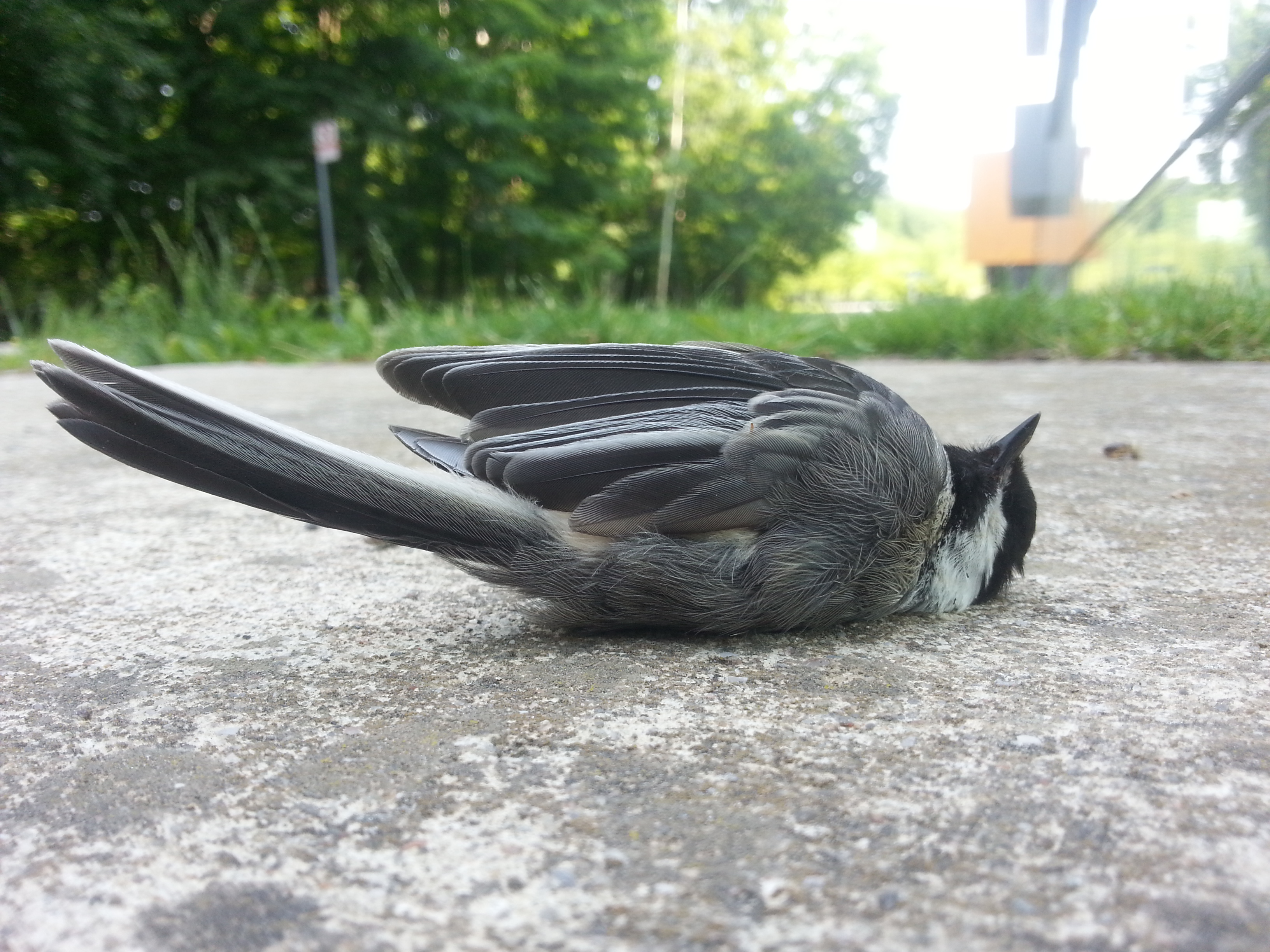 A songbird killed by a collision with a window