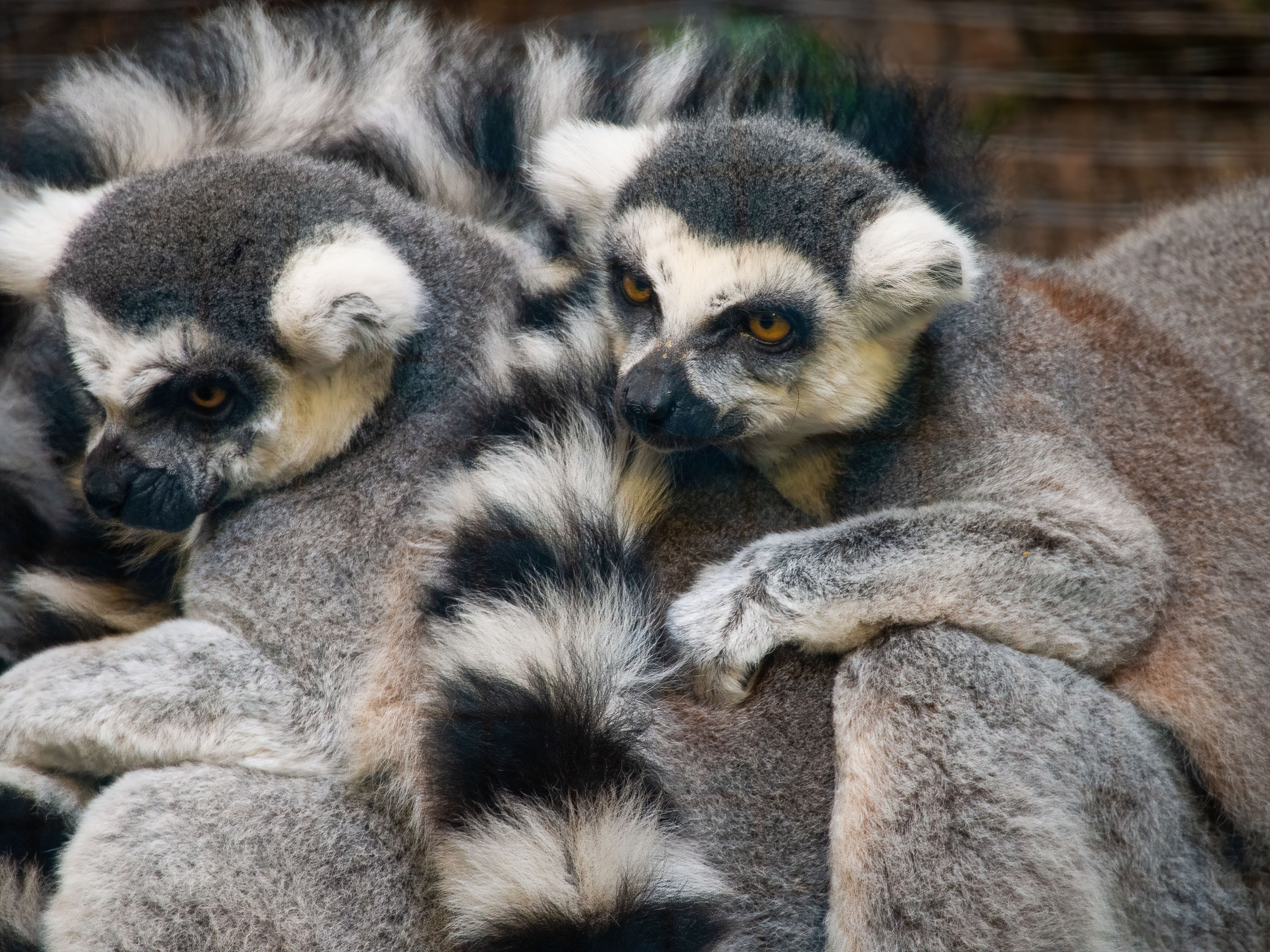 Family of ring-tailed lemurs