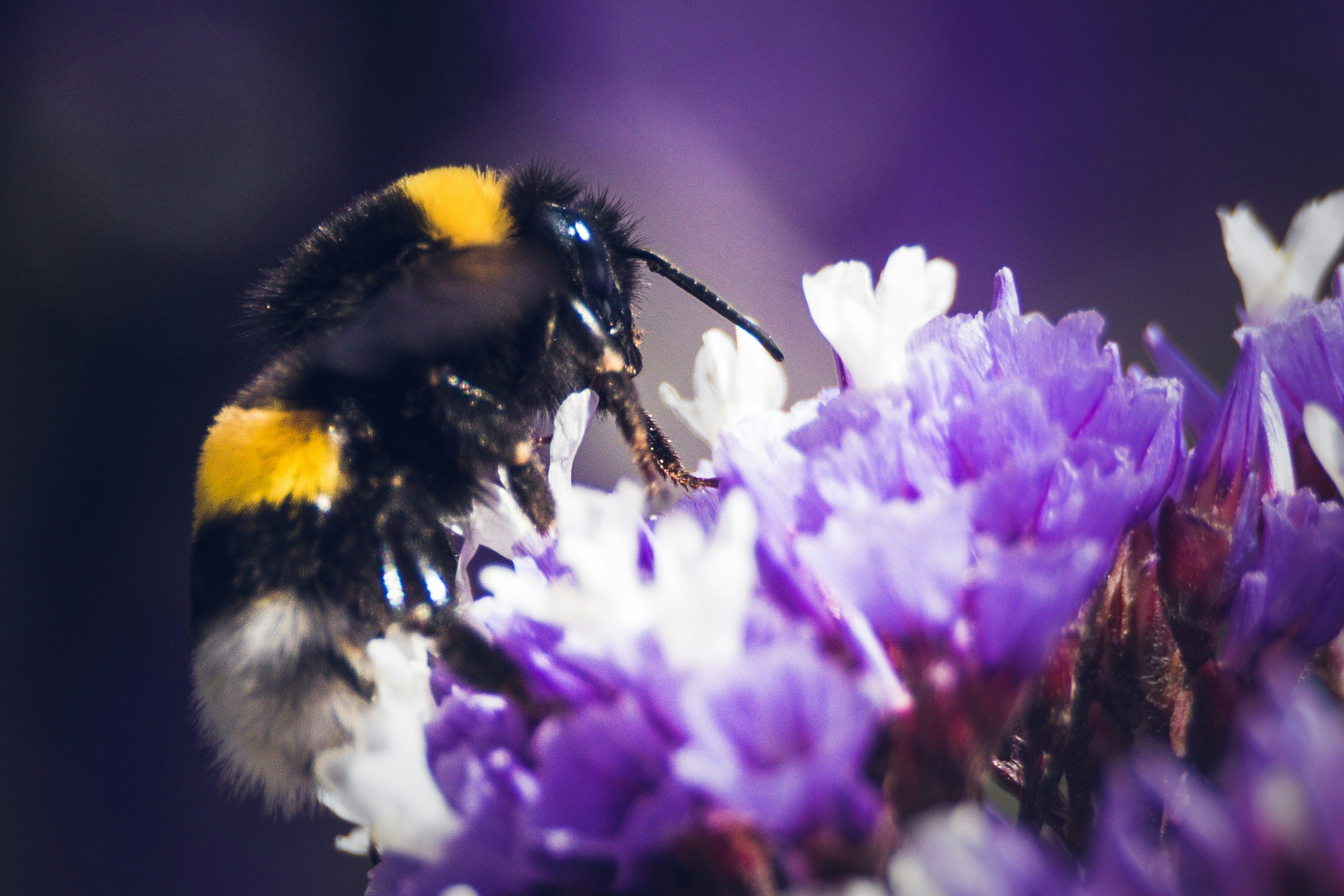 close-up of a bumblebee feeding on a purple flower