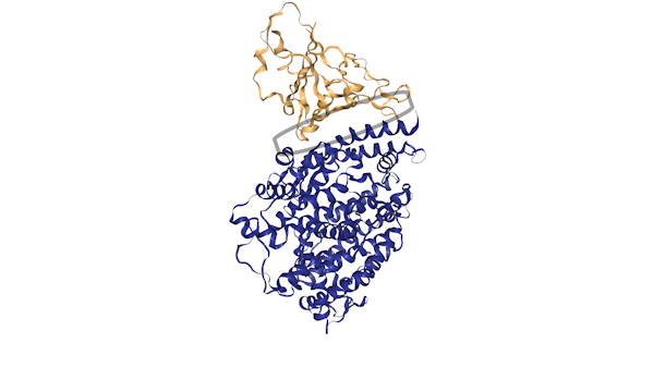 A picture of the human ACE2 protein and the spike protein from SARS-CoV-2 (coronavirus) interacting.