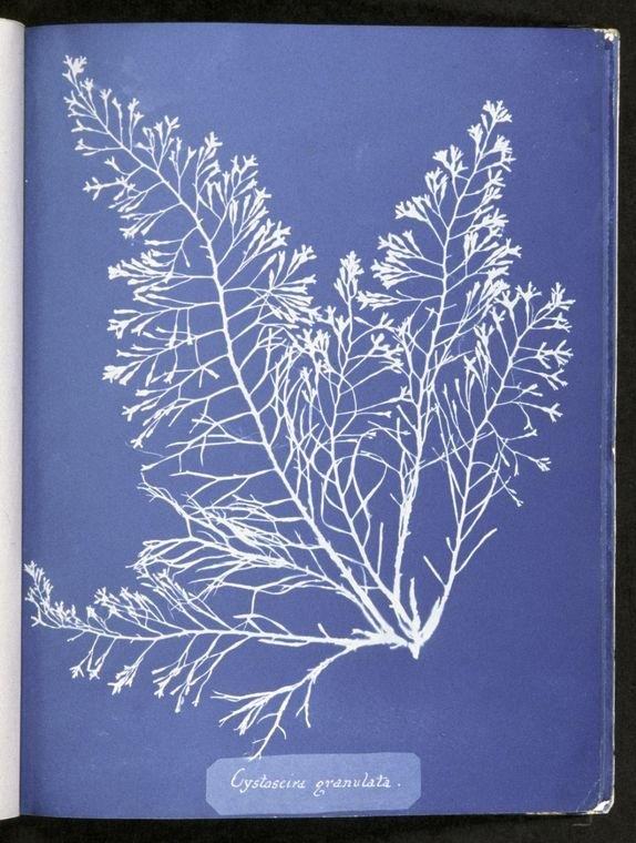 A cyanotype of algae done by Anna Atkins.