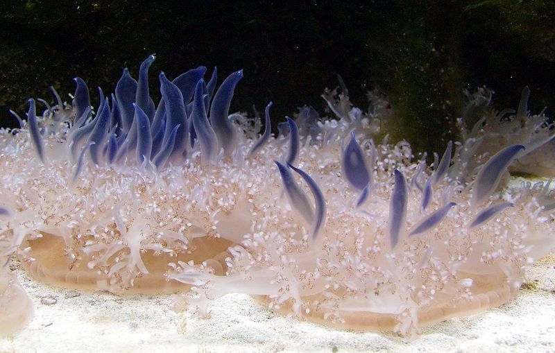 an orange jellyfish with blue tentacles extending above it