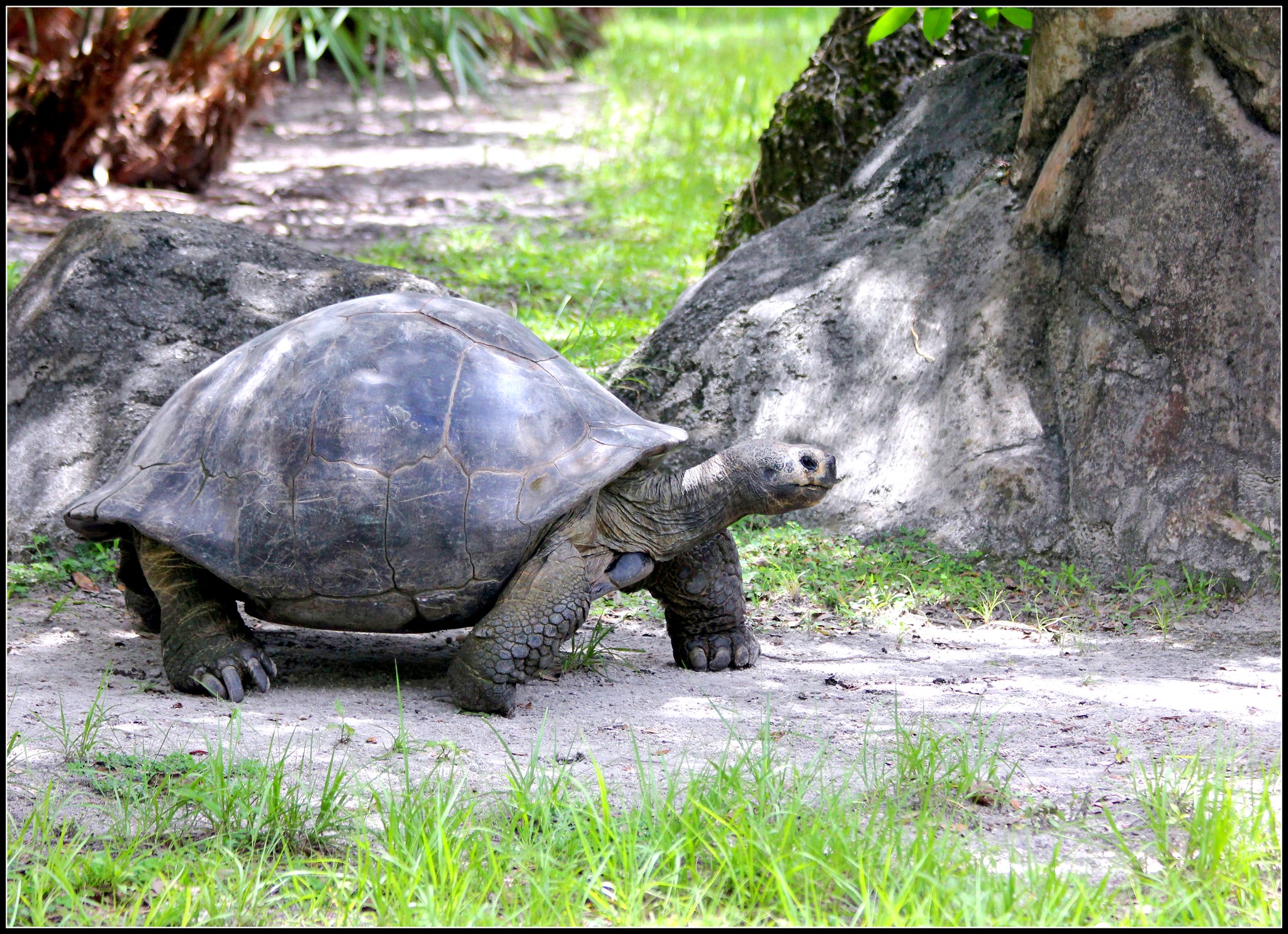 a very large tortoise walking on the ground under a tree