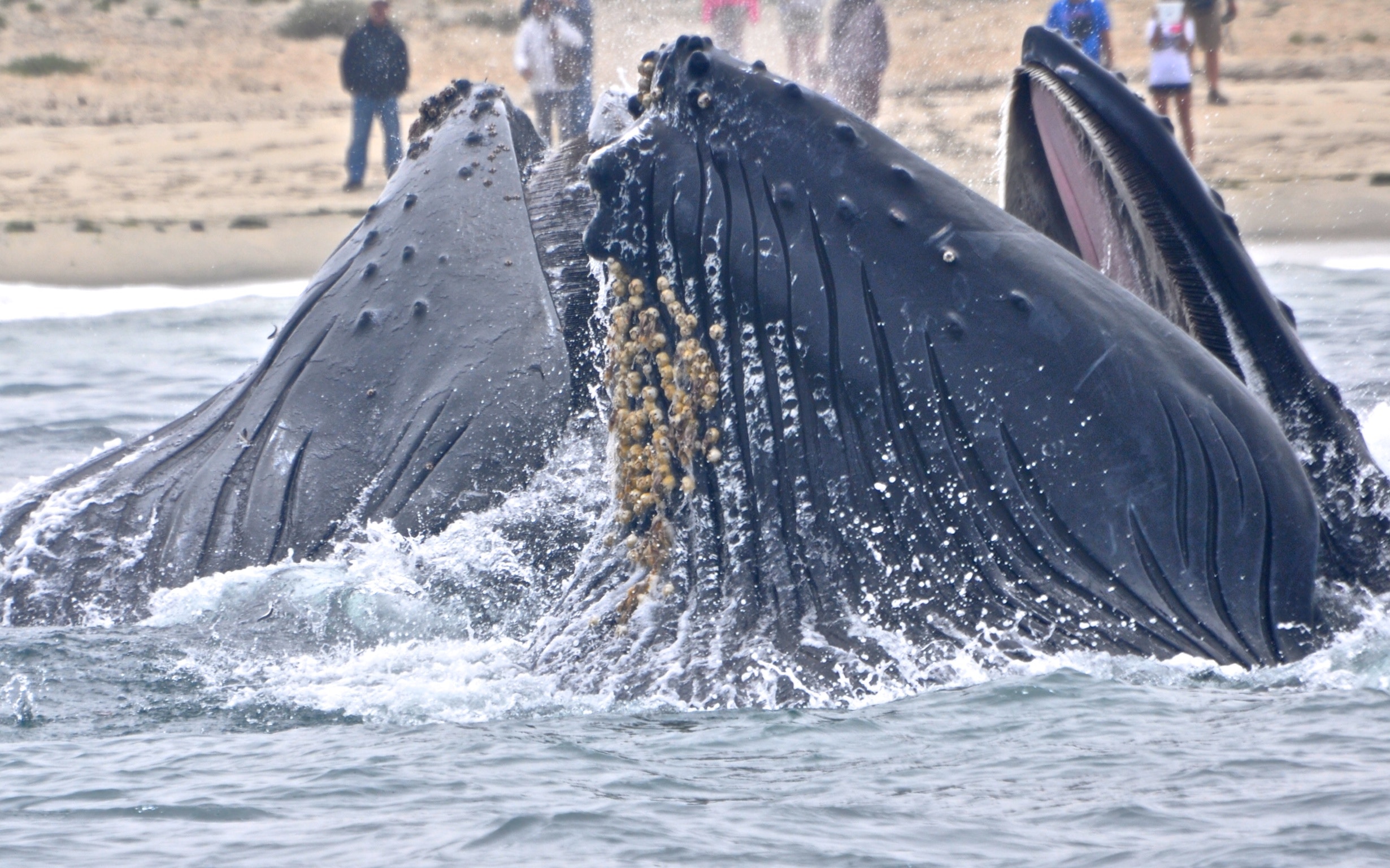 Two sperm whales emerging from the water.