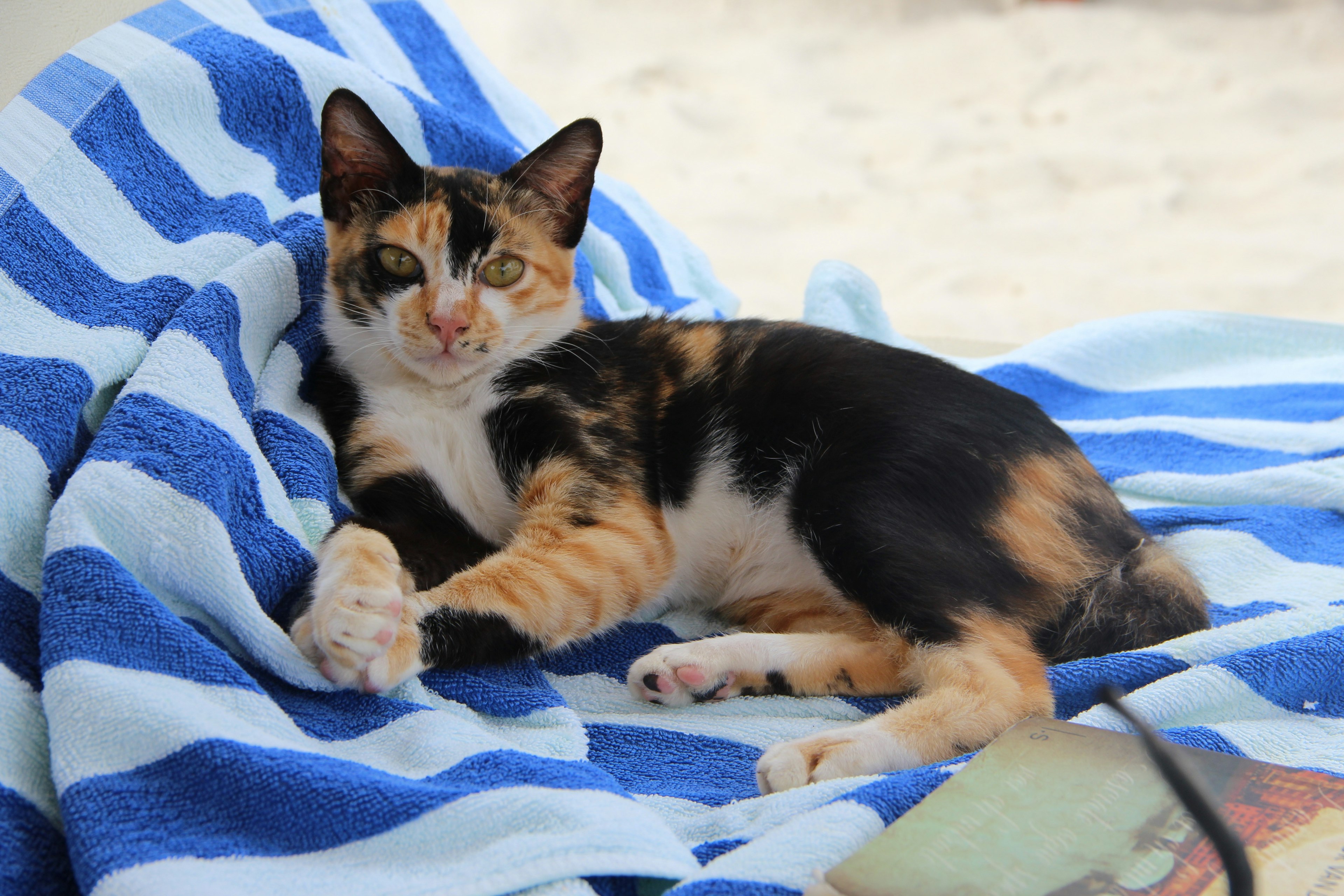 Orange and black Cat on a beach towel