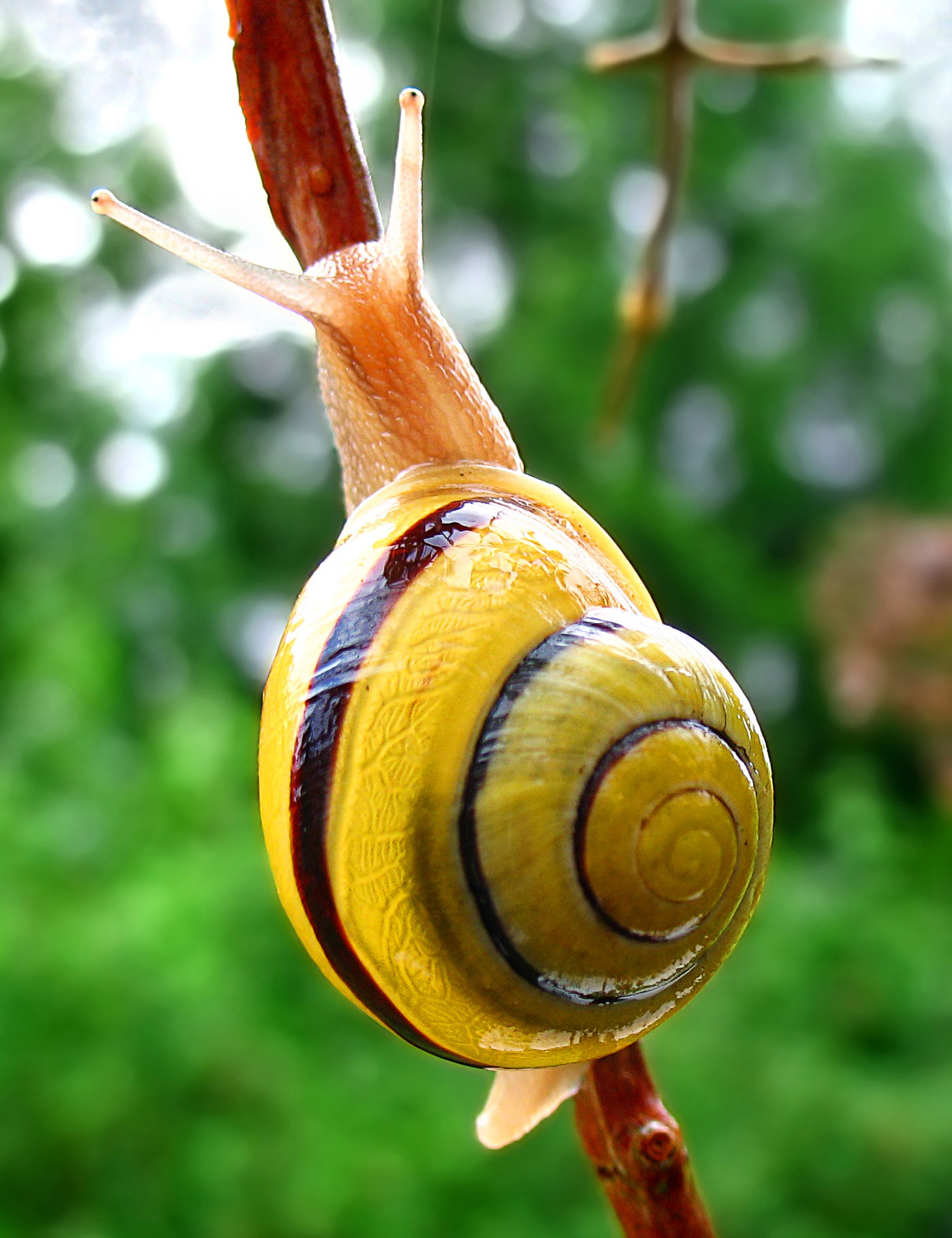 Grove snail - yellow outer shell - bark, tree, nature
