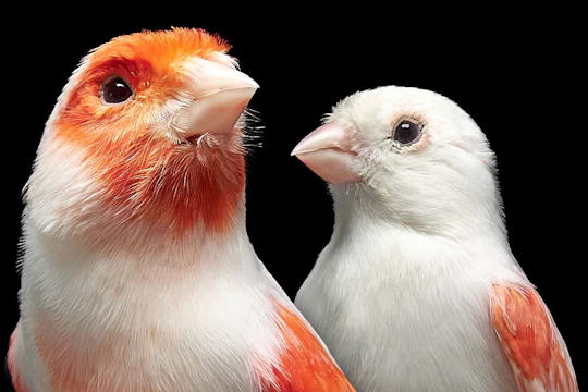 Male mosaic canaries are more colorful than their female counterparts