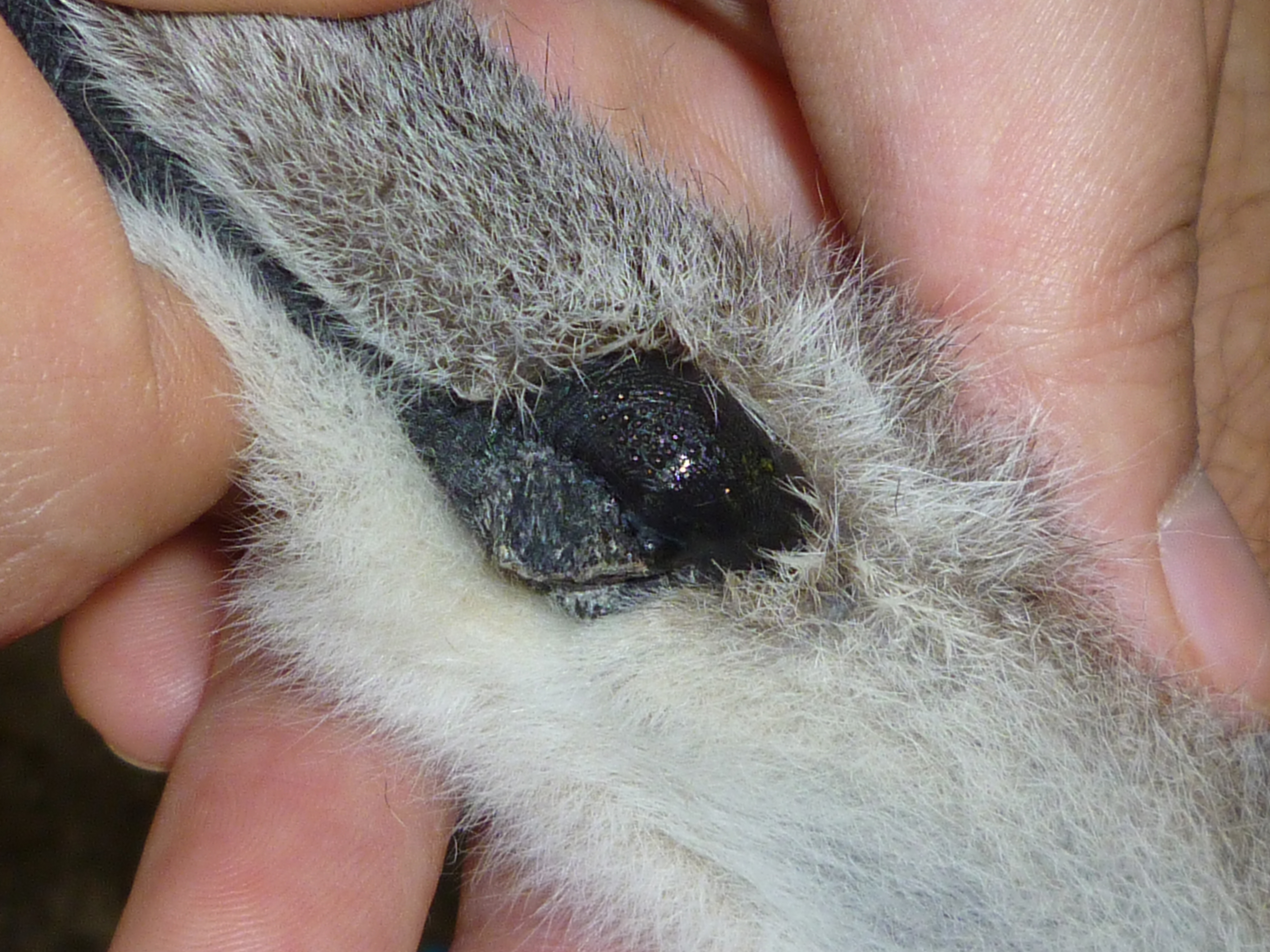 Male lemur antebrachial gland