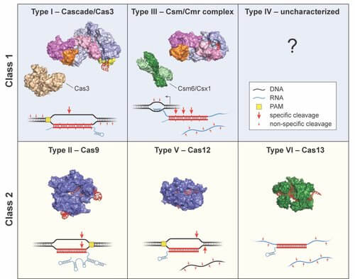 CRISPR scientific figure