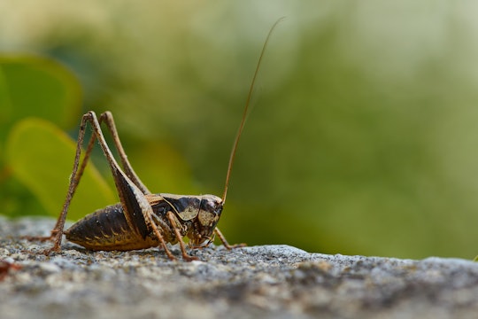 cricket