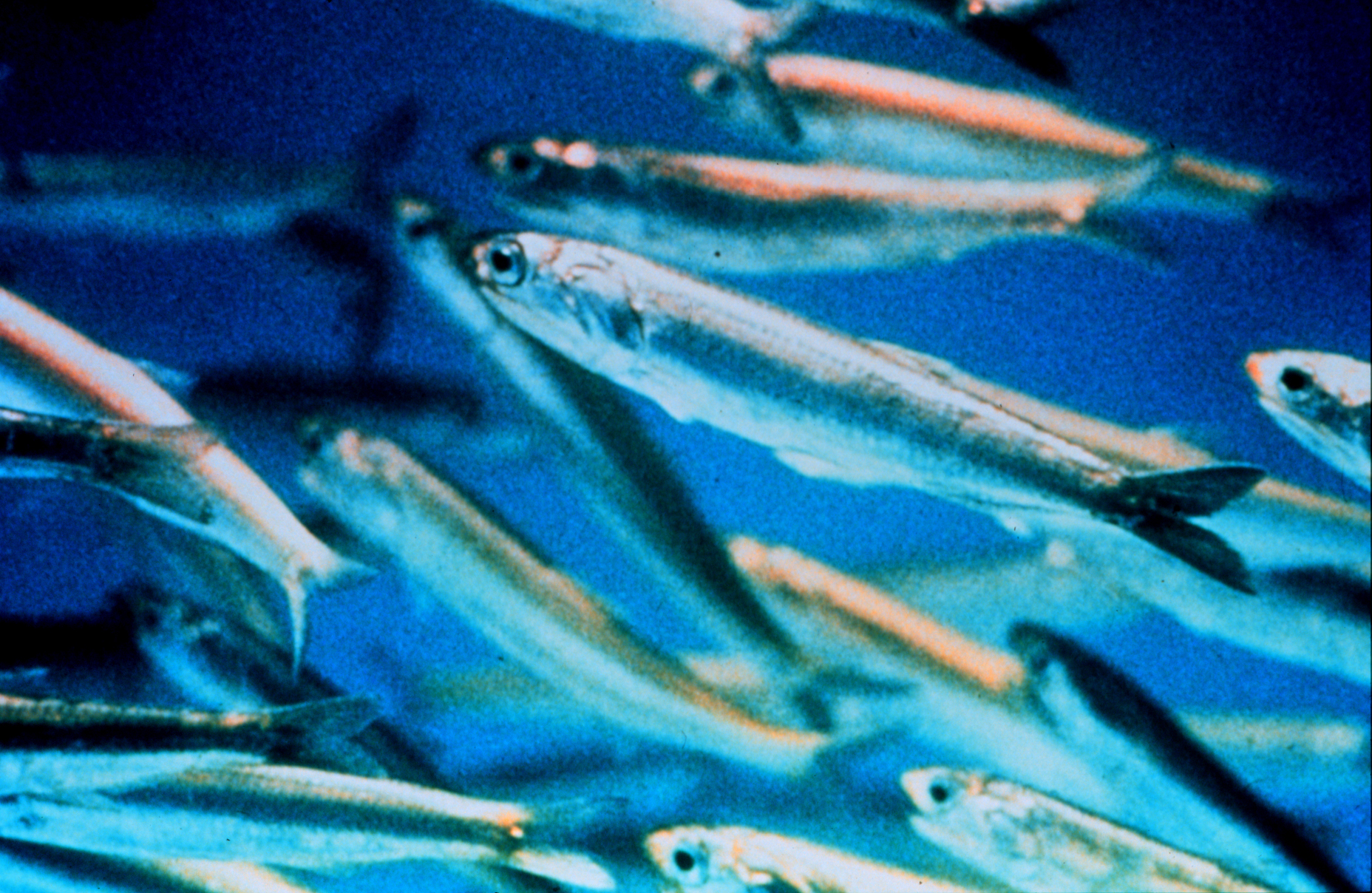 anchovy anchovy