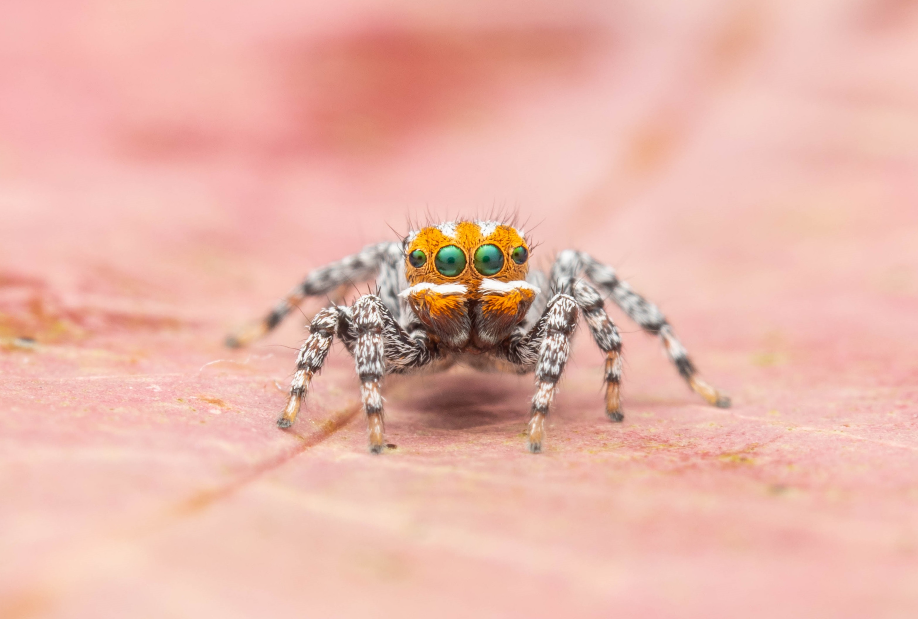 A peakcock spider, with green eyes and black-and-white striped legs