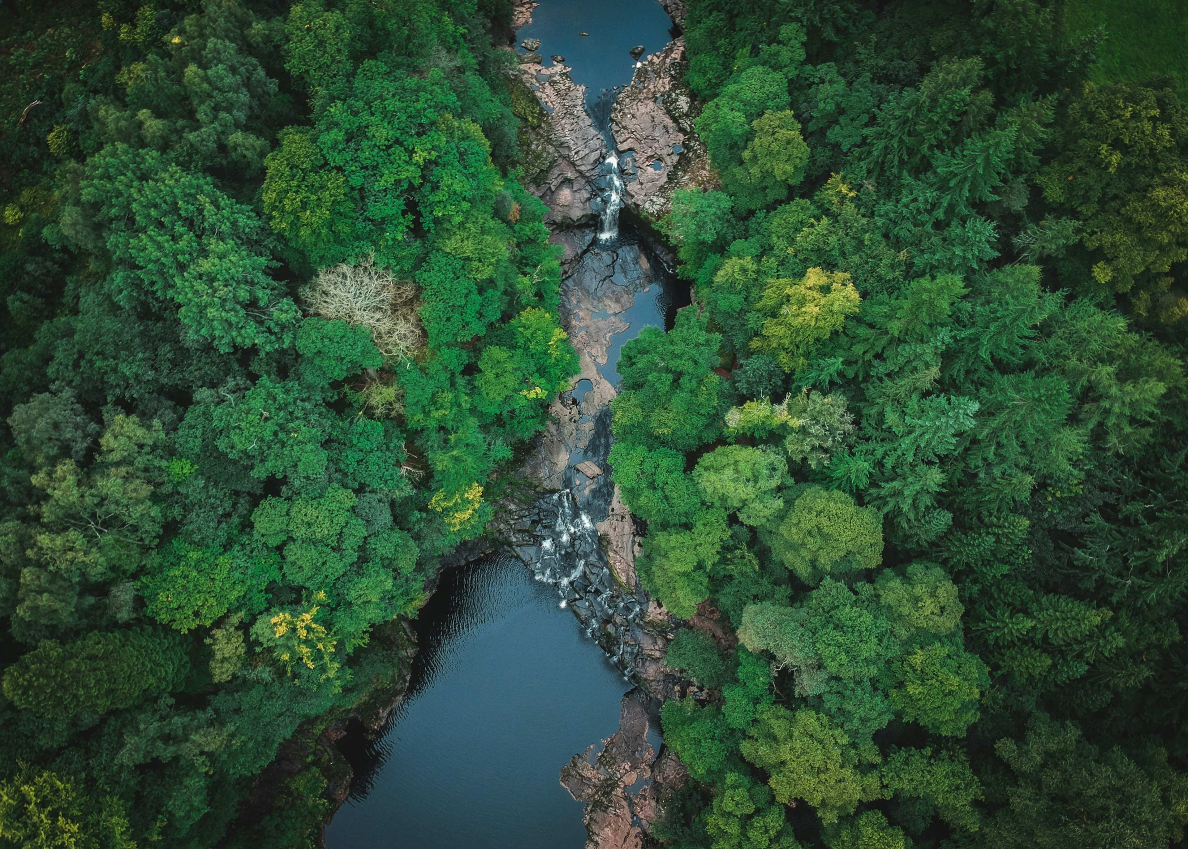 drone view of rainforest looking down