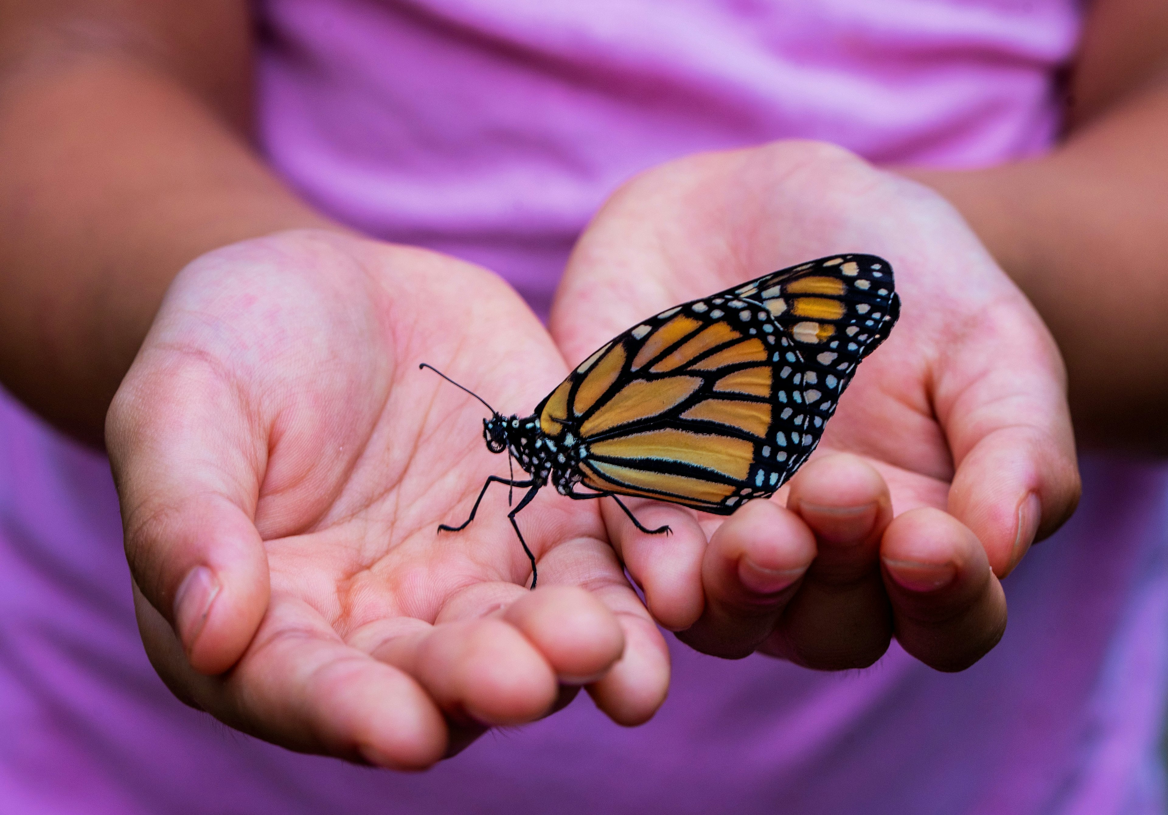 A child holding an orange and black monarch butterfly in their hands