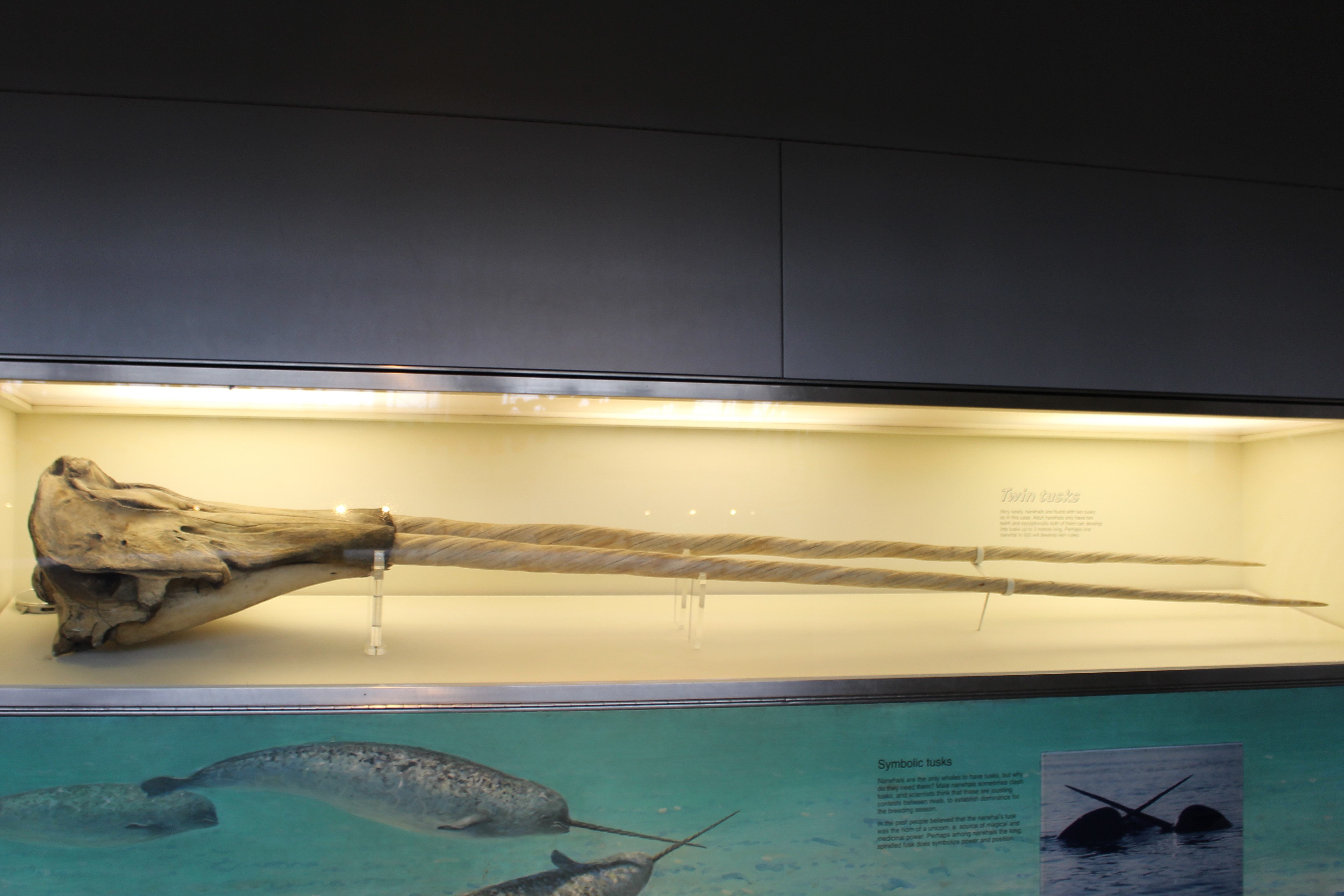 Narwhal skull in a glass case with two tusks
