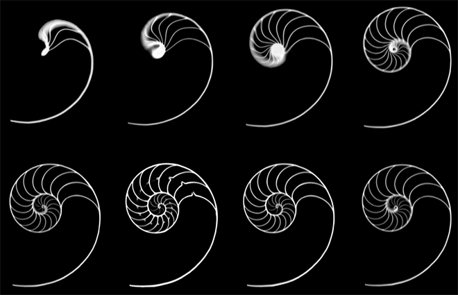 The Secret Code Of Sea Shells