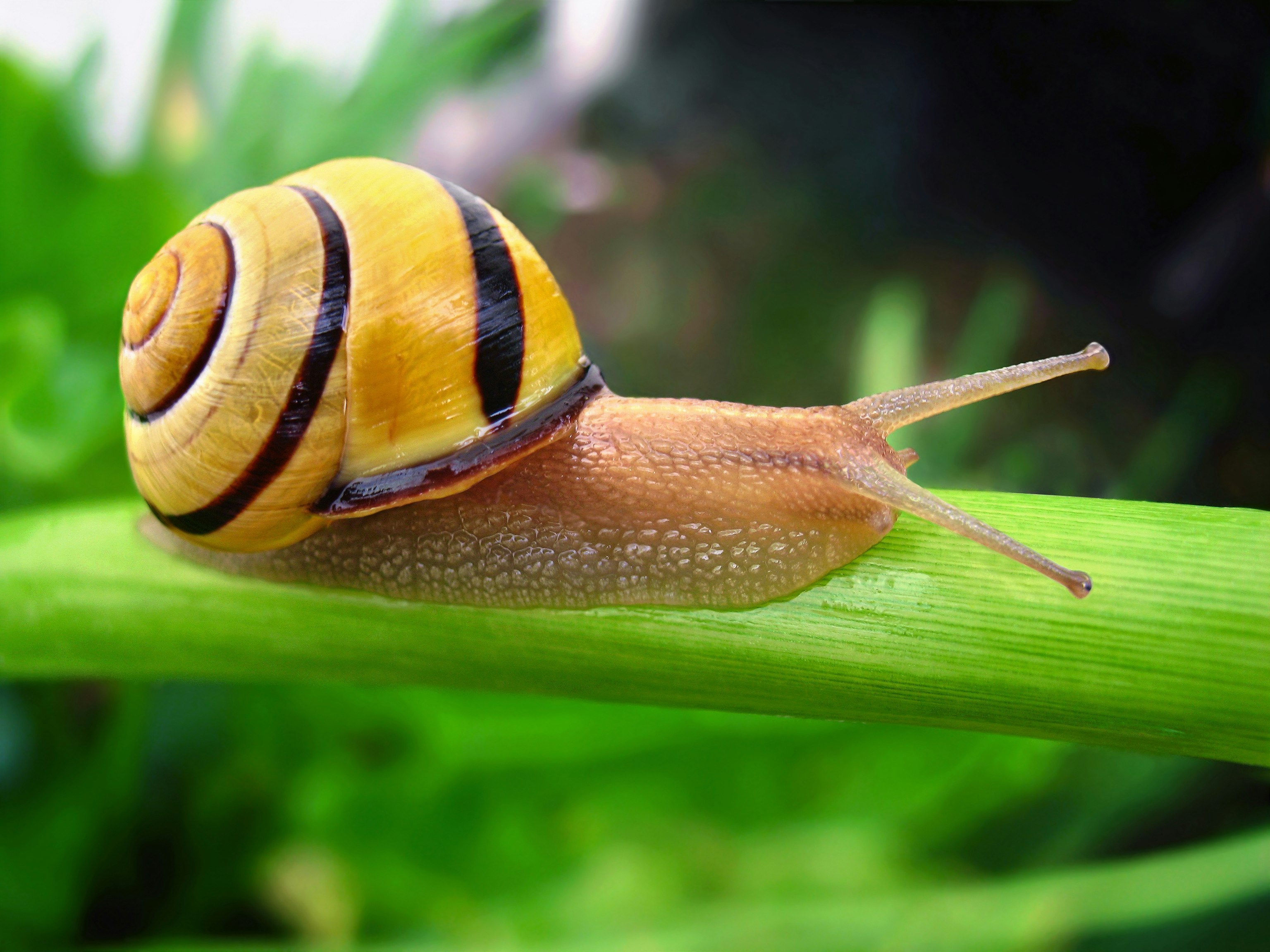 A yellow grove snail on a leaf.