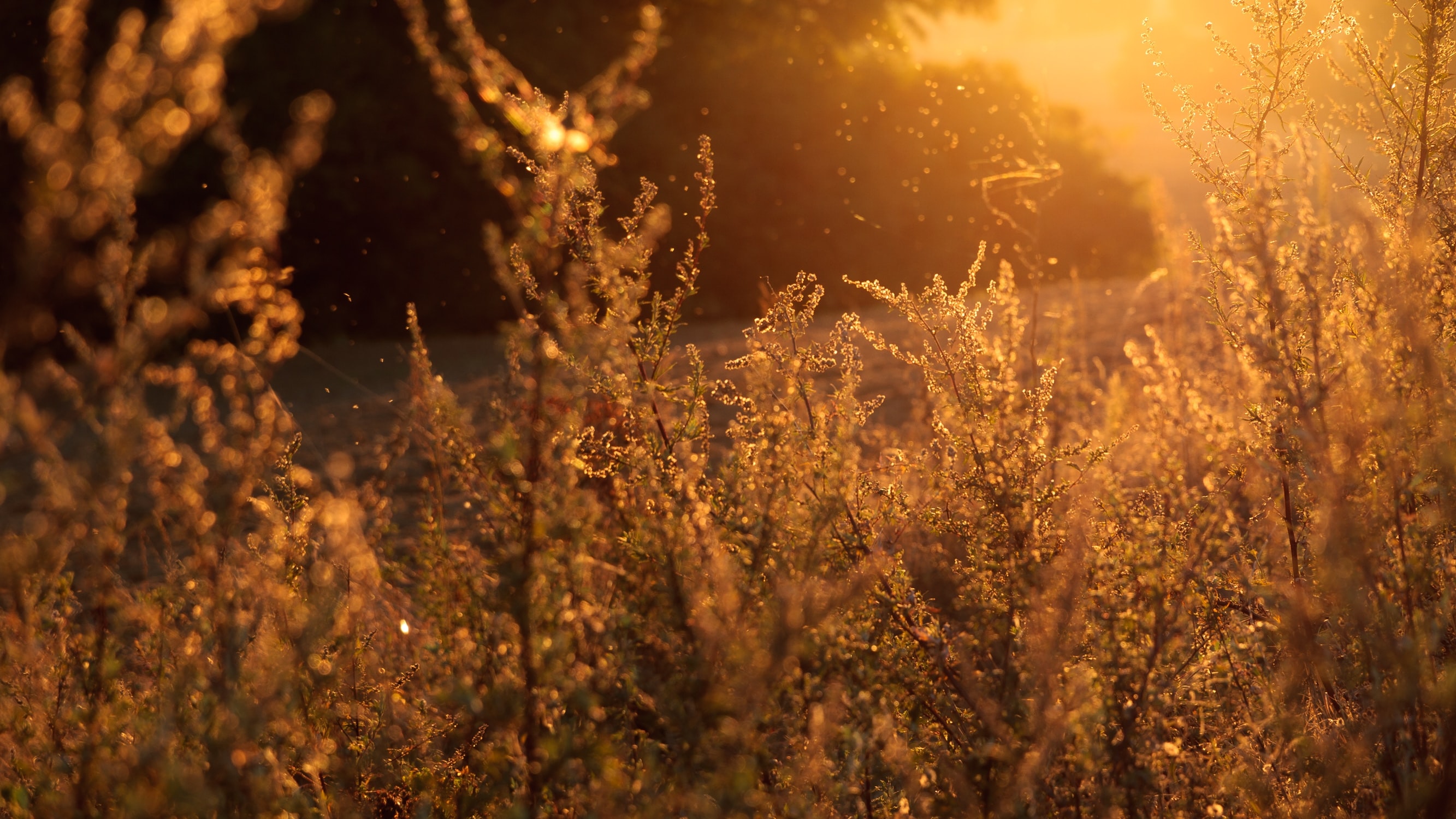 orange glow photo of a meadow