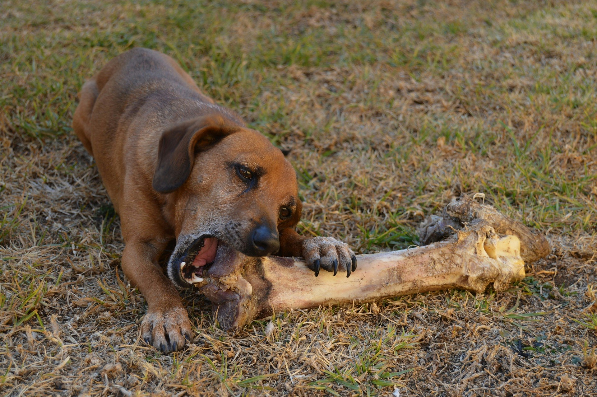 A dog chewing on the end of a very large bone, from an ostrich.