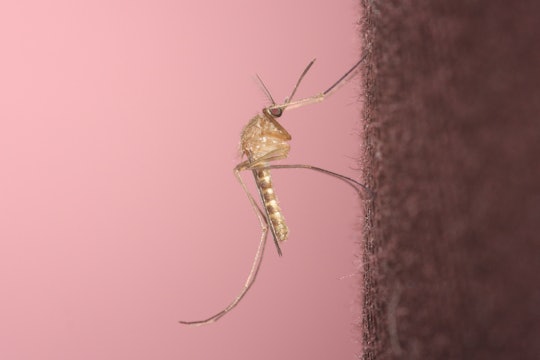 The house mosquito, Culex Pipiens, a common carrier of West Nile Virus