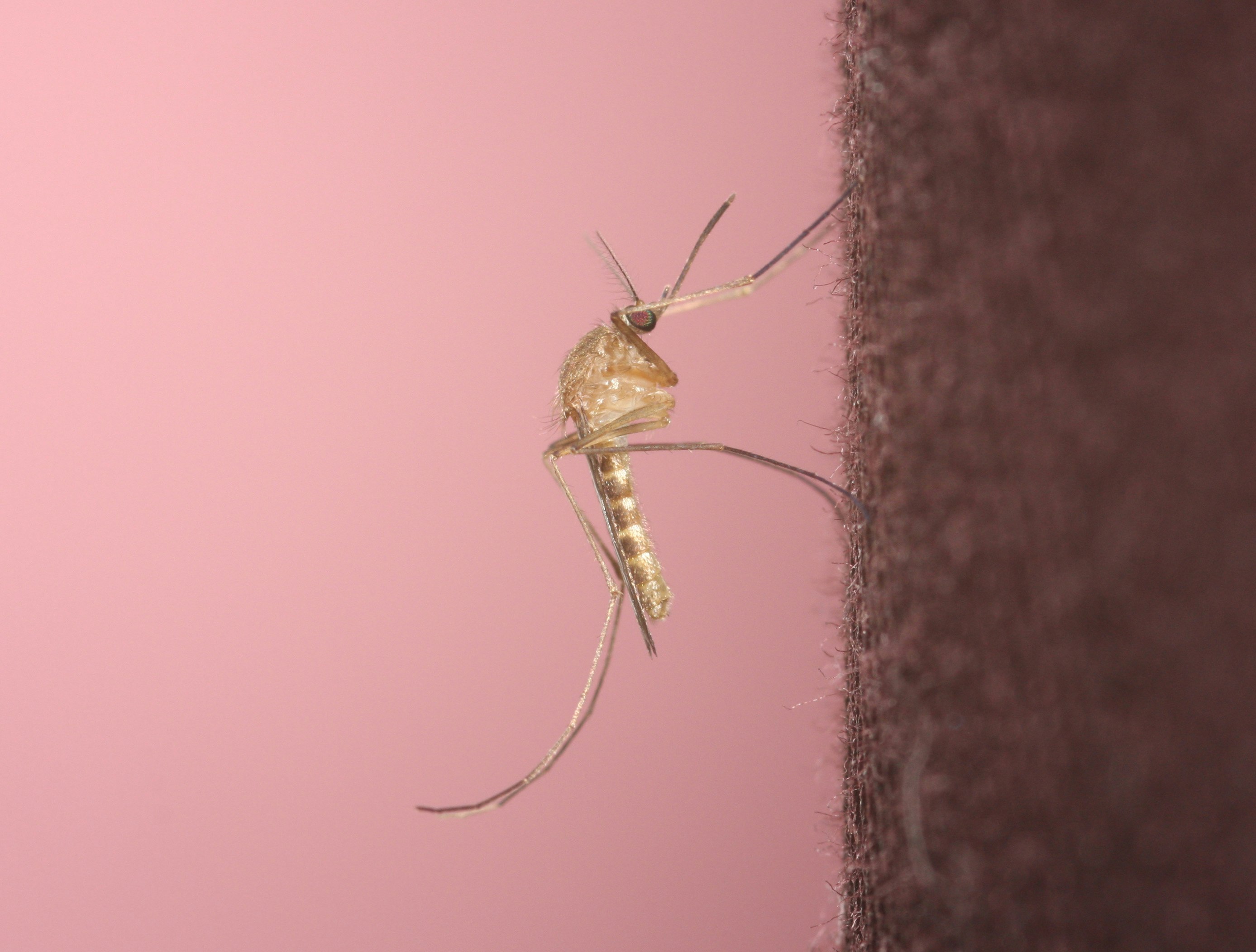The house mosquito, Culex Pipiens, a common carrier of West Nile Virus