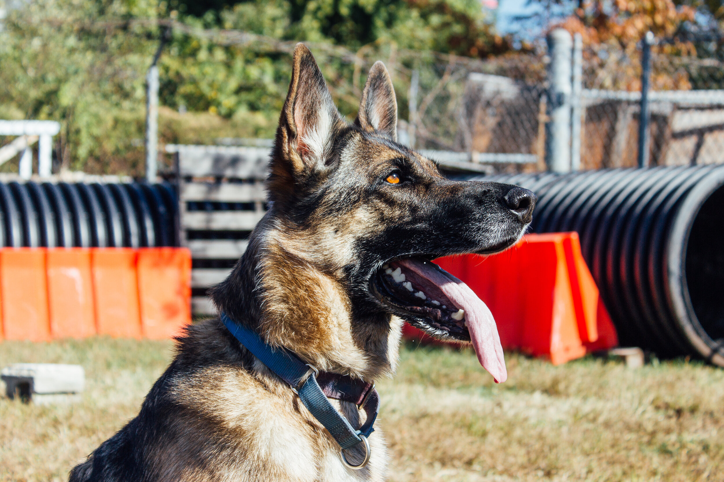 Osa, a German Shepherd dog.