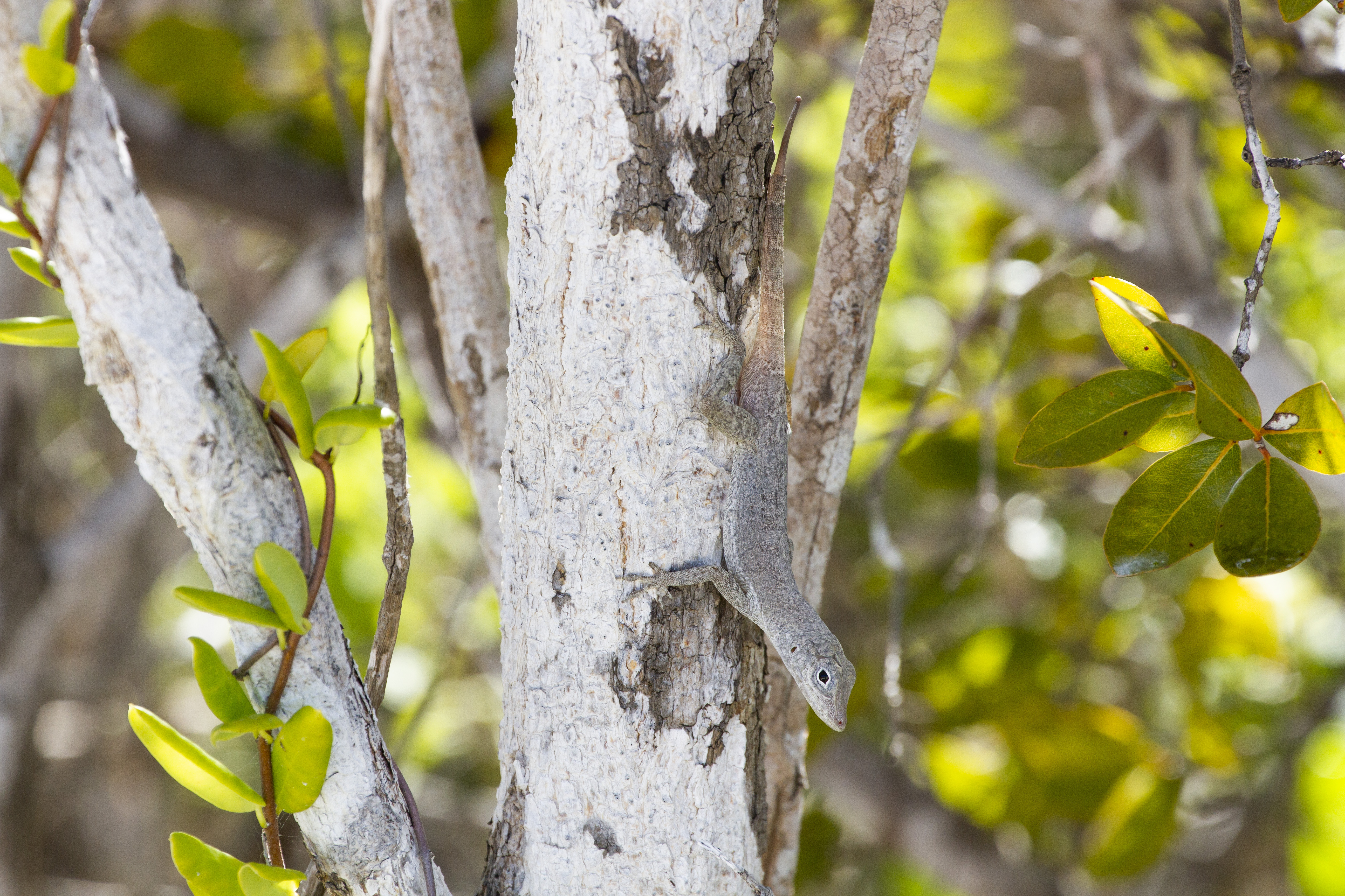 Anolis scriptus Anolis scriptus